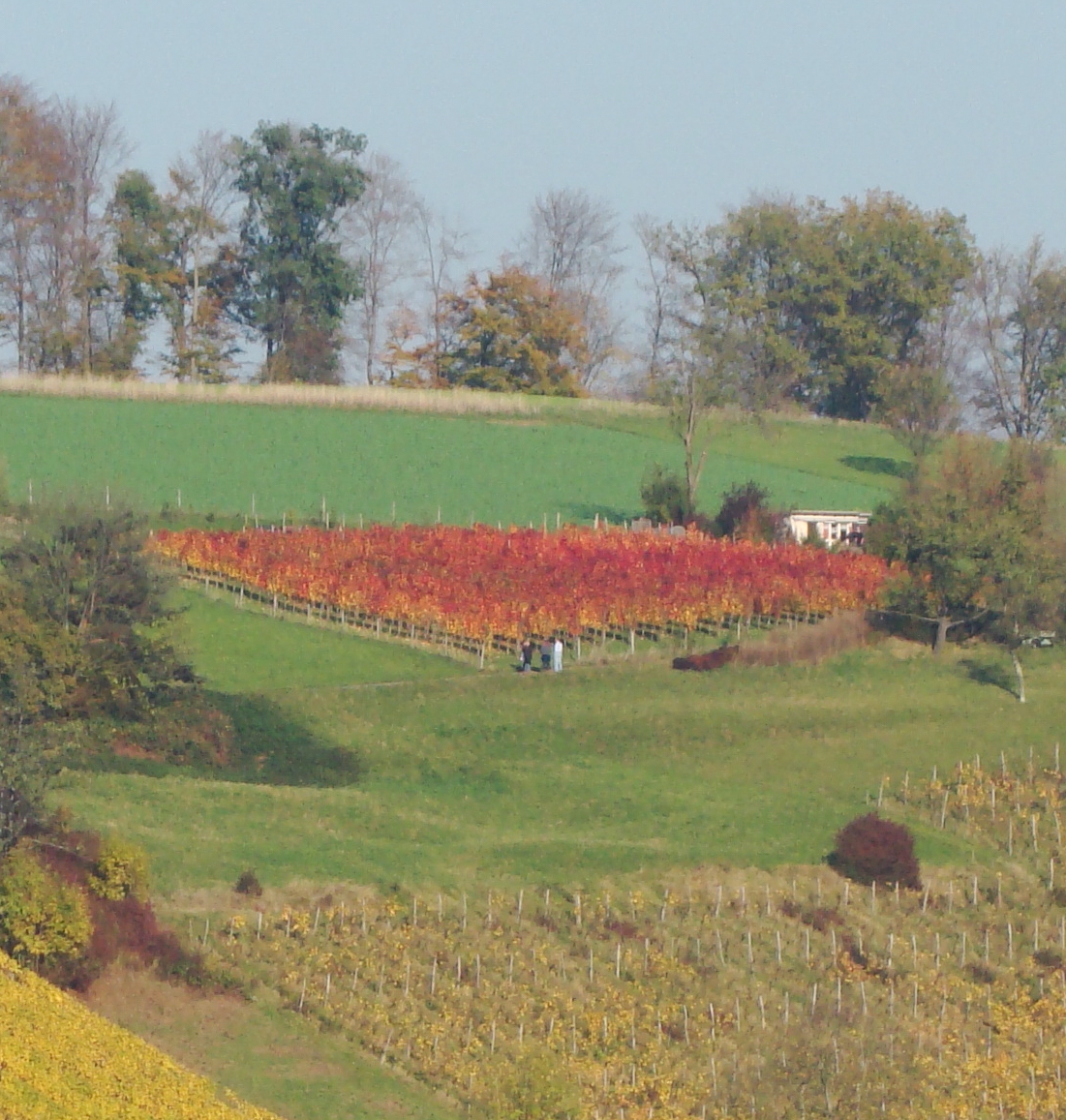 Rebberg 'auf Offenburg'